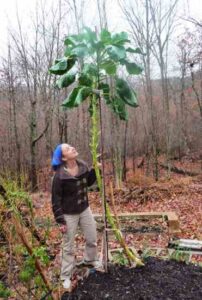 Leafing Home: The Potential of Homegrown Greens Image